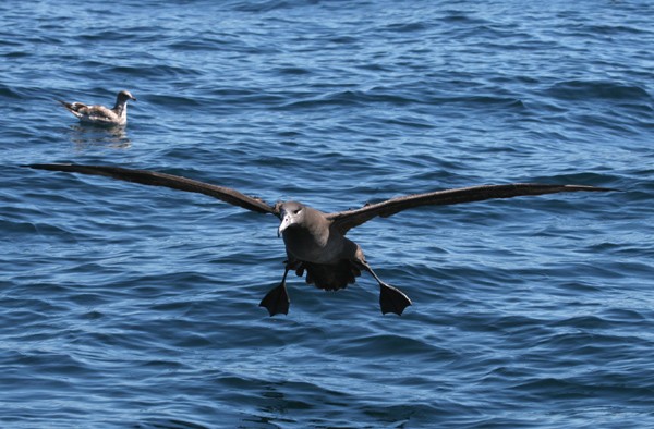 Black-footed Albatross